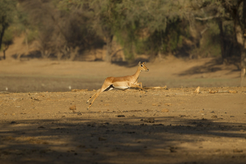 Tusk and Mane Safaris Tusk and Mane Safaris: Springendes Impala