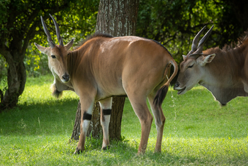 Cottar's 1920s Safari Camp: Elandbock prüft Paarungsbereitschaft