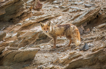 Drenmo Lodge Drenmo Lodge: Fuchs