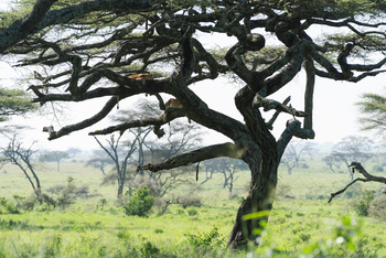 Elewana Serengeti Pioneer Camp: Baumkletternde Löwen