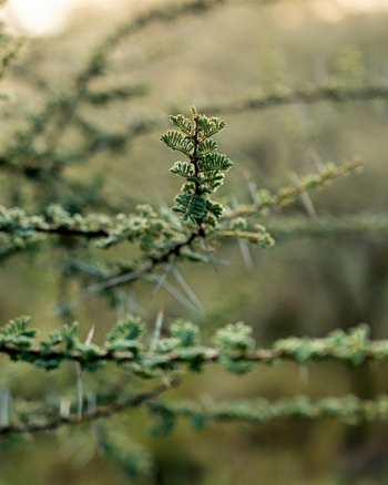 Esirai Camp: Junge Akazienblättchen