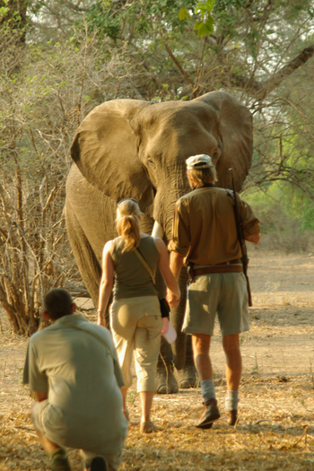 Goliath Tented Camp Goliath Tented Camp: Stretch Ferreira und Big Tusker