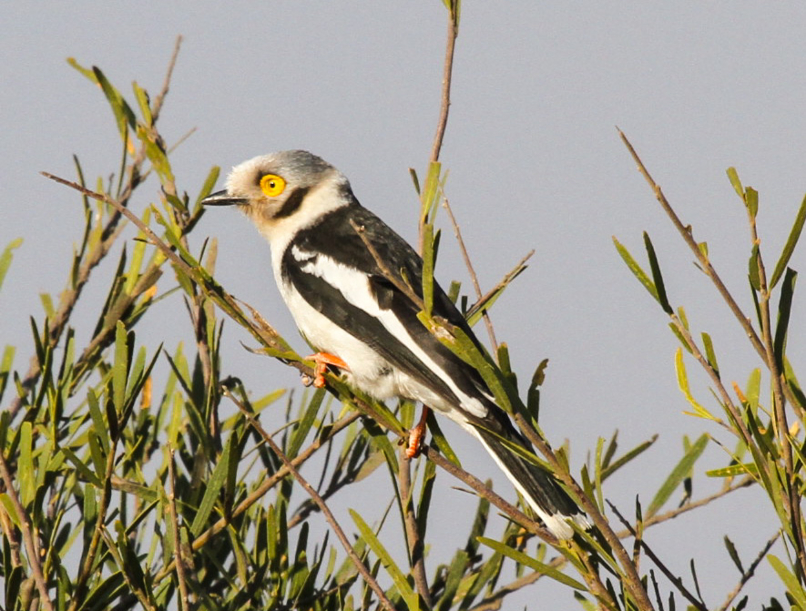 Jozibanini Camp Jozibanini Camp: White Helmet Shrike