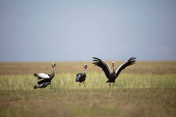 King Lewanika Lodge: Südafrika-Kronenkranich