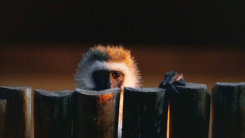 Kisima Ngeda Camp: Vervet Monkey