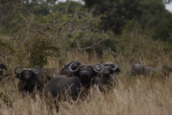 Kutandala Camp: Afrikanischer Büffel