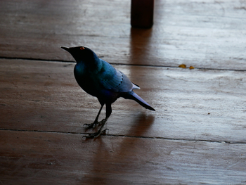 Lagoon Camp Lagoon Camp: Curious Starling