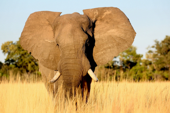 Lagoon Camp Lagoon Camp: Elefantenbulle