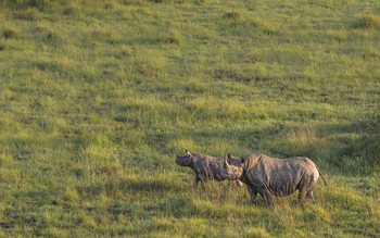 Little Governors' Camp: Ballon-Safari