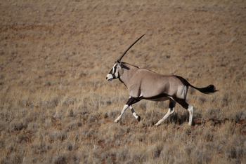 Namib Desert Lodge: Springbock