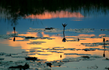 Nkasa Lupala Tented Lodge: Abendlicht