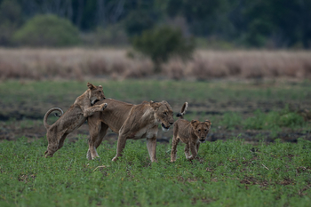 Ntemwa Busanga Bushcamp Ntemwa Busanga Bushcamp: Spielende Löwen