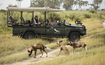 Nxabega Okavango Tented Camp: Wildhunde