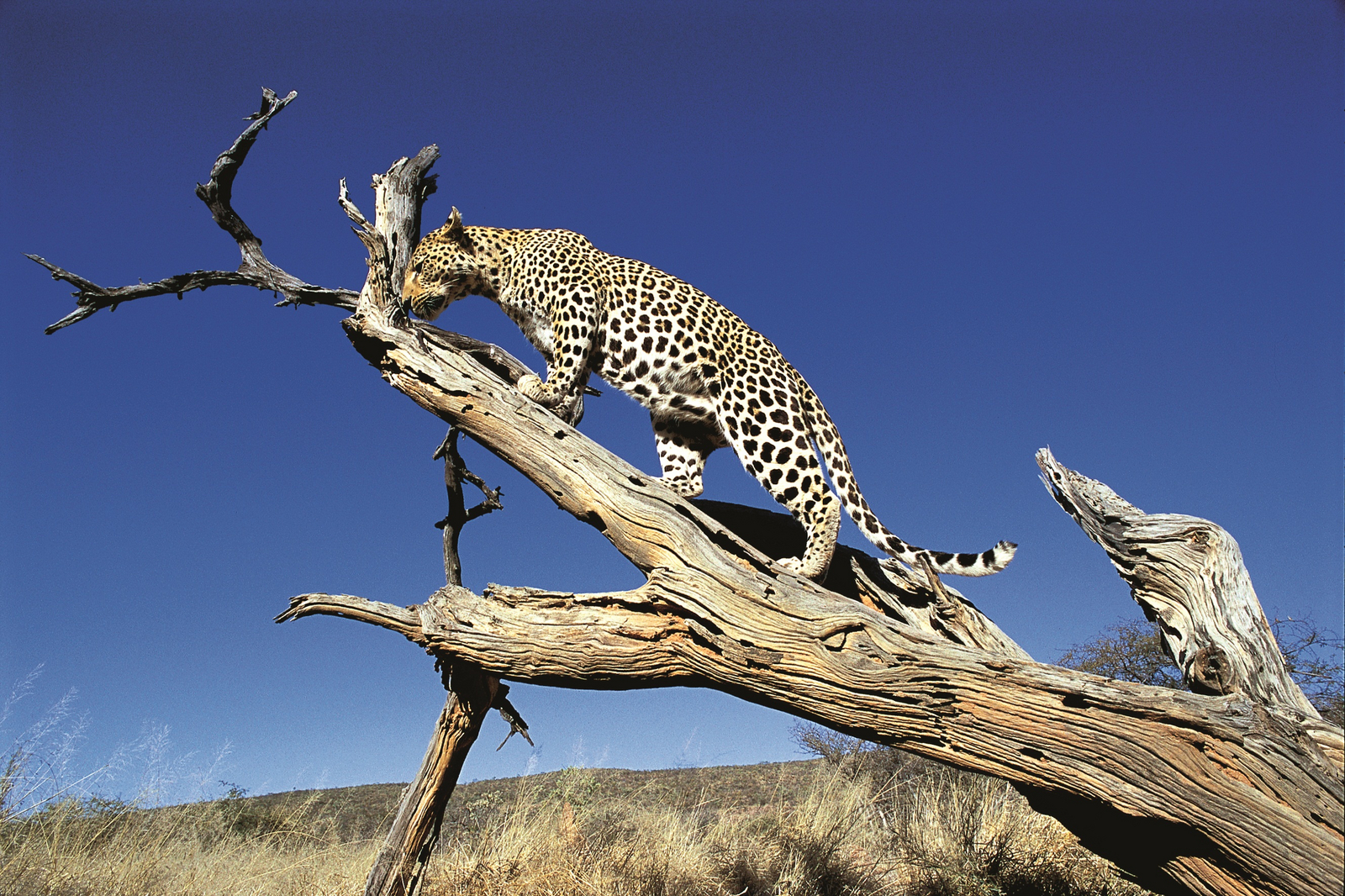 Okonjima Plains Camp Okonjima Plains Camp: Leopard auf totem Baum