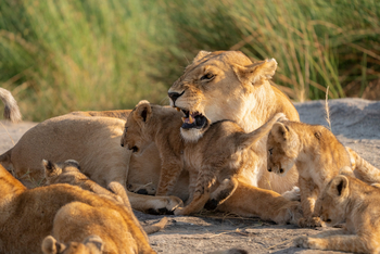 Olmara Camp: Löwenbaby mit Mutter