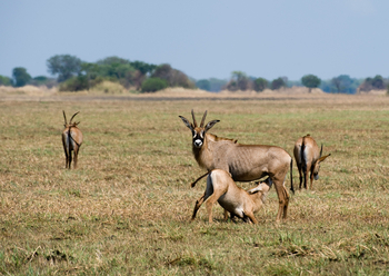 Shumba Camp Shumba Camp: Pferdeantilopen