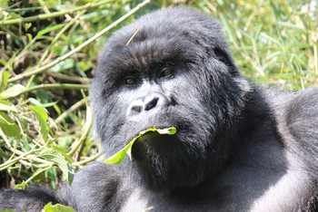 Singita Kwitonda Lodge: Gorillamännchen