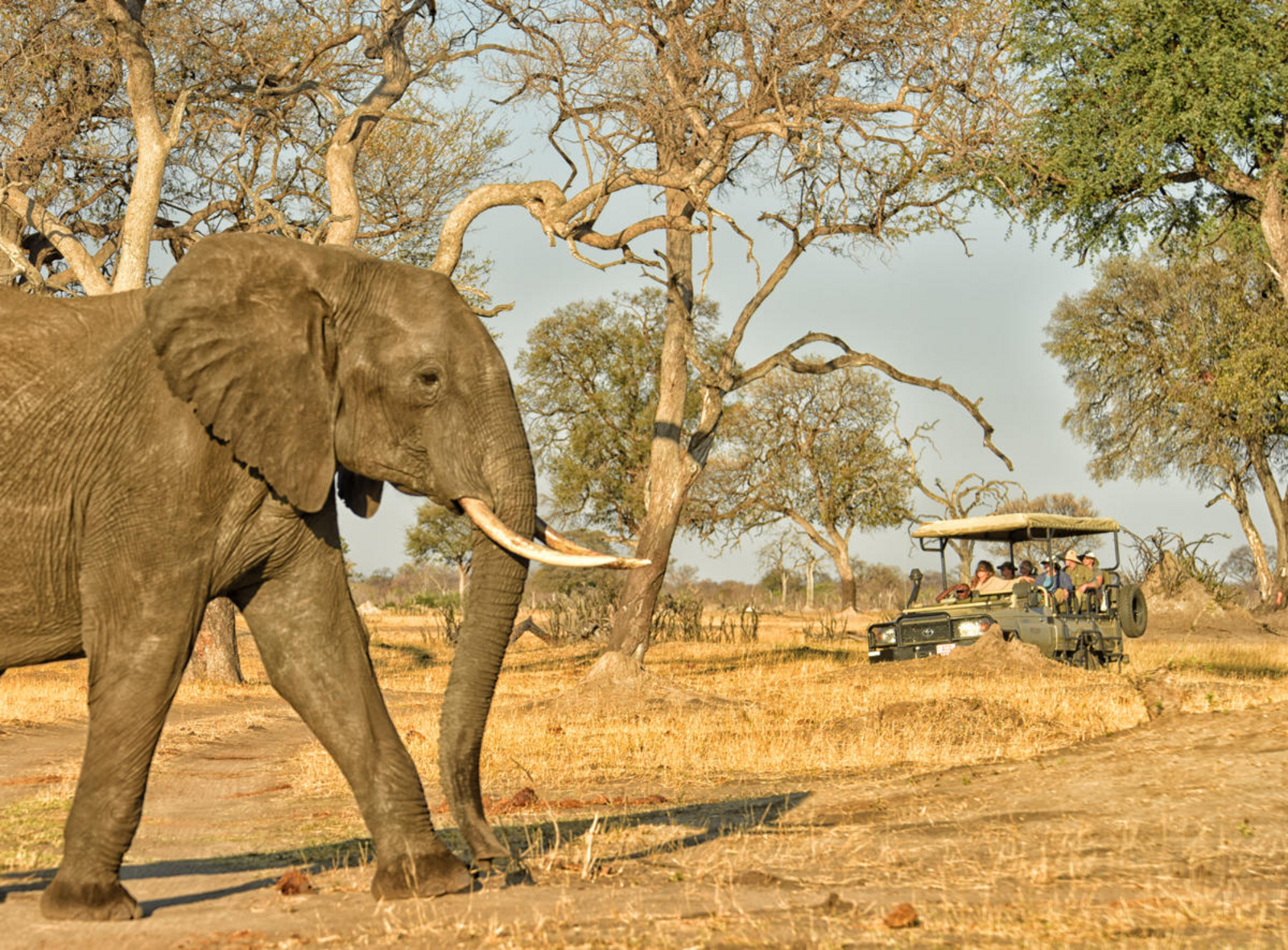 Somalisa Acacia Camp Somalisa Acacia Camp: Elefant