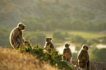 Sujan Jawai: Graulanguren
