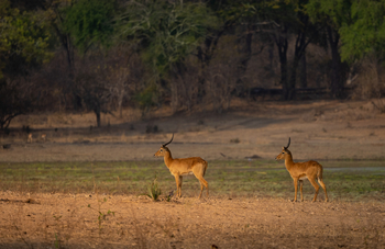 Sungani Lodge Sungani Lodge: Pukus