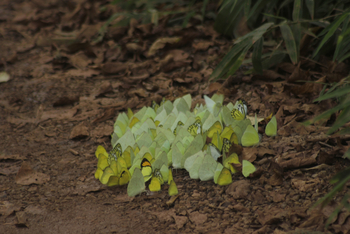 Tathastu Resort Tadoba: Zitronenfalter