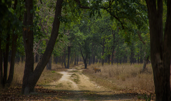 The Oberoi Vindhyavilas Wildlife Resort: Tige rim lichten Wald