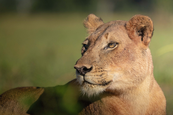Time + Tide South Luangwa: Löwin