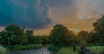 Woods at Sasan: Garten