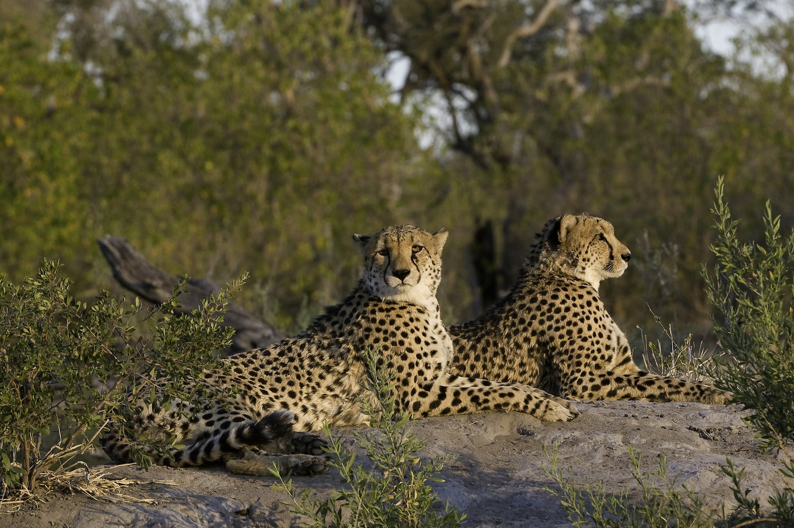 Zarafa Camp Zarafa Camp: Gepardenpaar