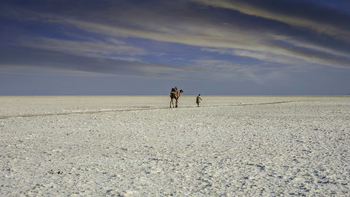 Aramness Aramness: Kamel auf Salzsee