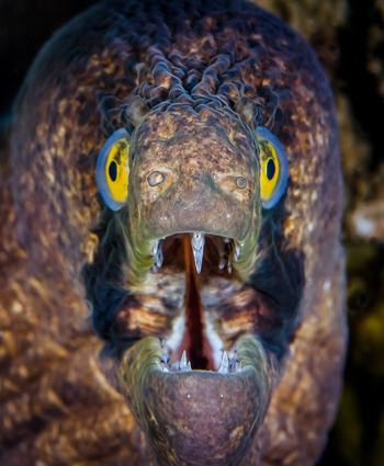 Astove Coral House: Portrait einer Muräne