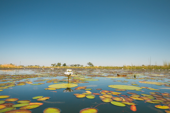Belmond Eagle Island Lodge: Flusslandschaft