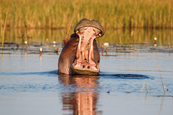 Belmond Eagle Island Lodge: Nilpferd gähnt