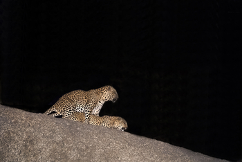 Bera Safari Lodge: Leoparden bei der Paarung