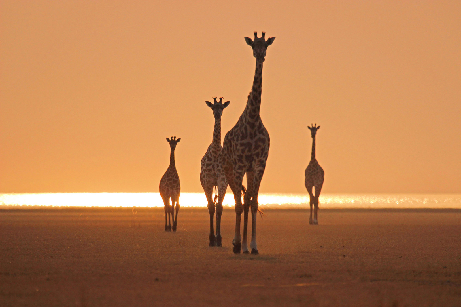 Chem Chem Lodge Chem Chem Lodge: Giraffen im Sonnenuntergang