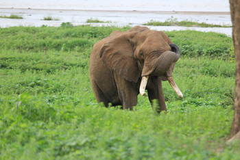 Chilo Ivory Trail Adventure: Elefantenbullte am Flussufer