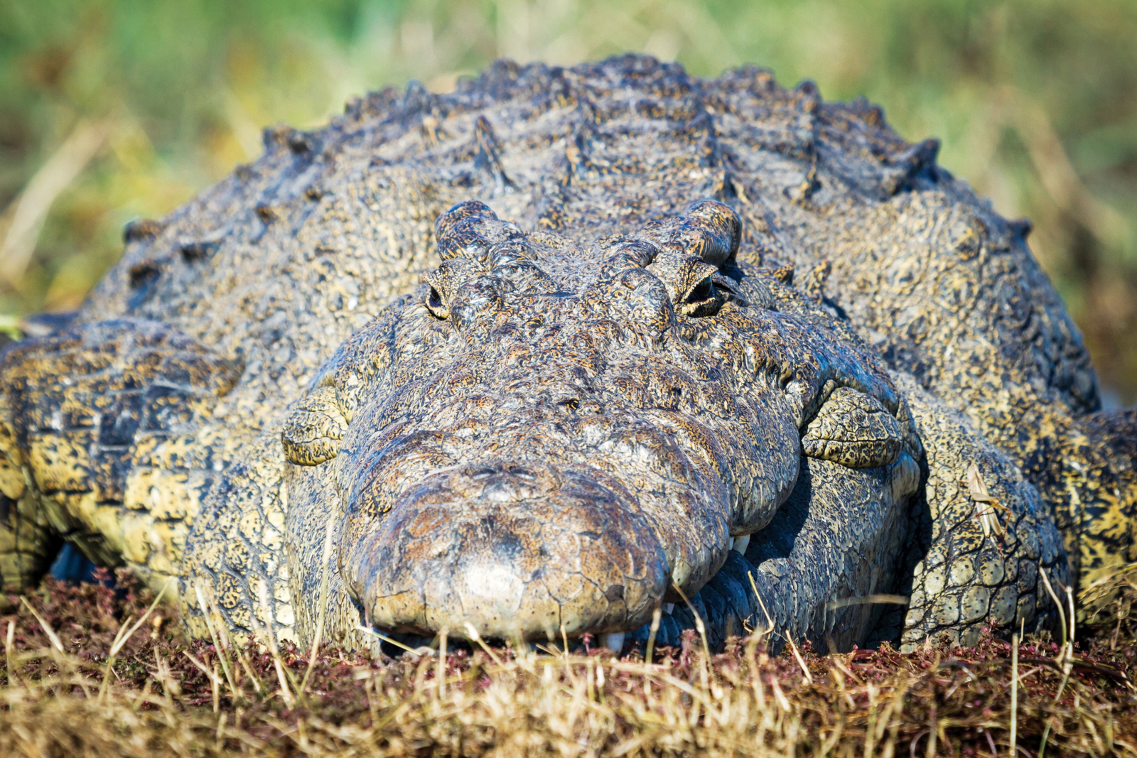 Chobe Game Lodge Chobe Game Lodge: Krokodil