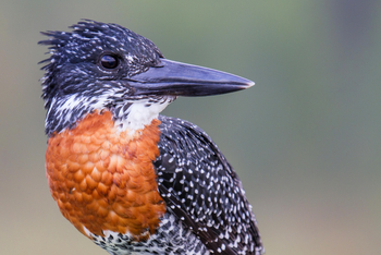 Chundukwa River Lodge: Giant Kingfisher