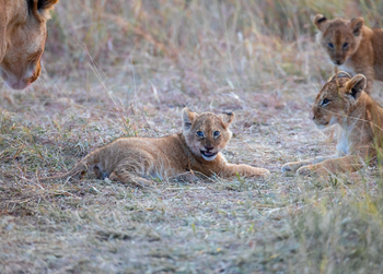 Cottar's 1920s Safari Camp: Löwenbaby