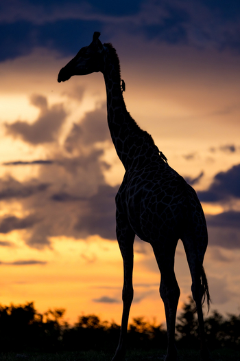 Daunara Safari Camp: Giraffe mit Oxpeckern