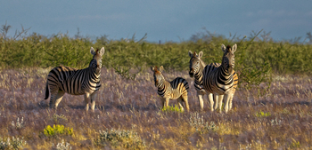 Etosha Heights Game Reserve: Tiere und Landschaft