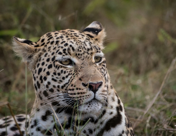 Ghoha Hills Savuti Lodge Ghoha Hills Savuti Lodge: Leopardengesicht