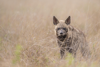 Governors' Mugie: Streifenhyäne