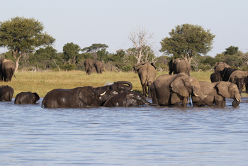 Imvelo Safaris Imvelo Safaris: Elefantenherde