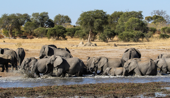 Imvelo Safaris Imvelo Safaris: Elefantenherde im Wasser seitlich