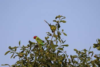 Jawai Jawai: Plum-headed Parakeet