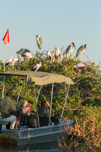Kanana Camp: Vogelkolonie - Störche und Marabus