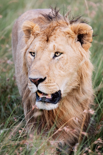 Kandili Camp: Junger Löwe