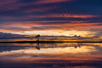 King Lewanika Lodge: Landschaft mit Palmen im Hintergrund