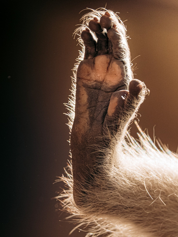 Kisima Ngeda Camp: Vervet Monkey Fuß